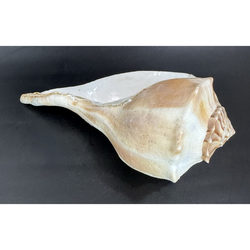 Large 11.5" Natural Lightning Whelk Sea Shell Coastal Beach Nautical Ocean Decor - Picture 7 of 10